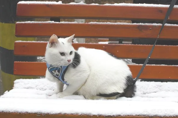 请问哪种品种的猫颜值高，性格也温顺呢(什么品种猫性格好)