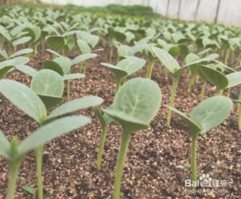 三、种植方法