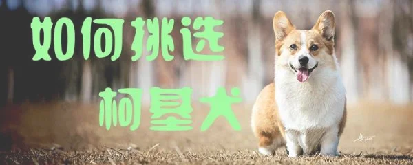 如何挑选柯基犬1