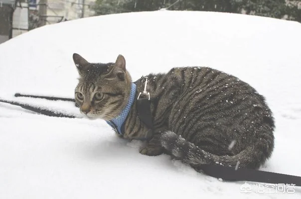 请问哪种品种的猫颜值高，性格也温顺呢(什么品种猫性格好)