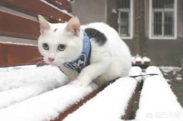 请问哪种品种的猫颜值高，性格也温顺呢(什么品种猫性格好)