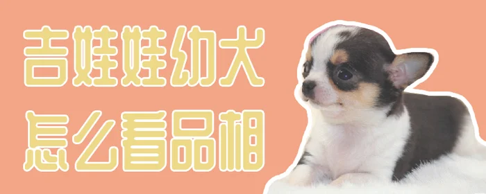 吉娃娃幼犬怎么看品相