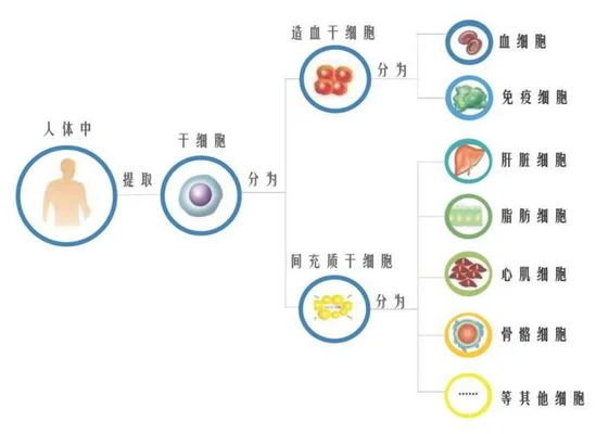 我想把孩子的干细胞存储起来，但不知道大约要花多少钱