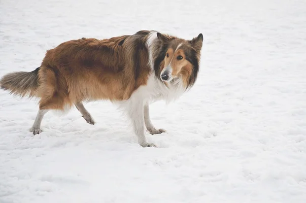 小苏牧多少钱 苏牧幼犬多少钱一只