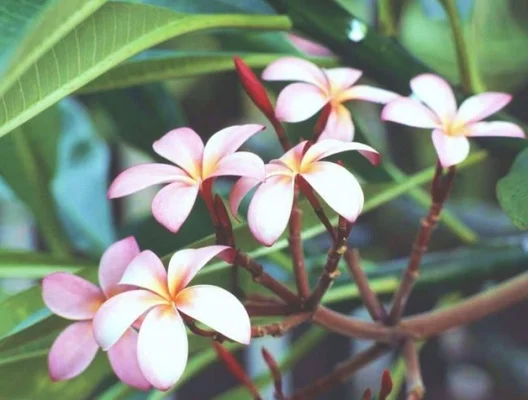 素馨花有何特性(素馨花别名)