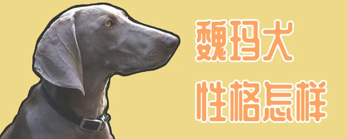 魏玛犬性格怎样