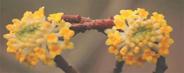 结香的花语和传说