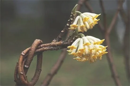 结香的花语和传说