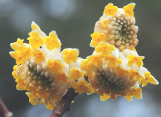 结香什么时候开花(结香几月份开花)