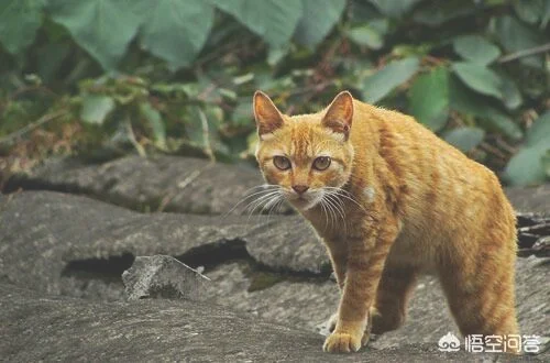 哪些猫咪比较好养并且忠诚呢(什么猫比较听话好养)