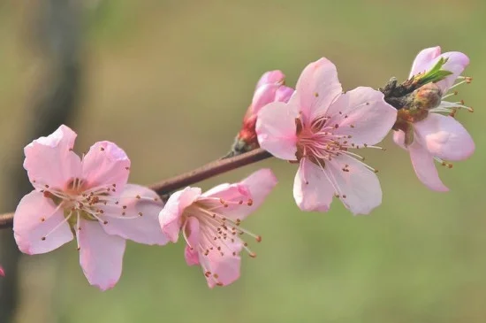 山桃花和樱花的区别