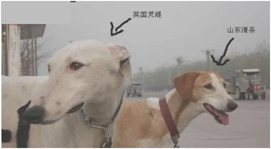 灵缇和细犬的区别