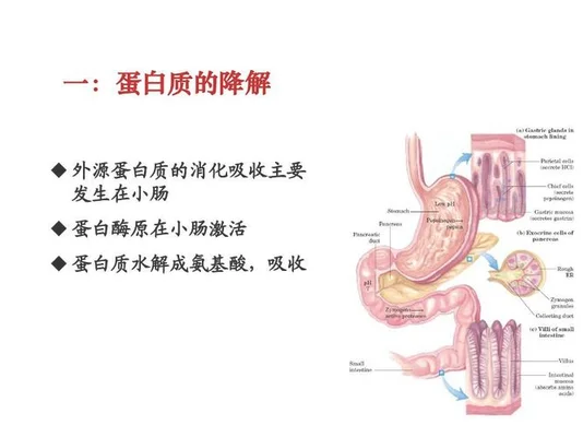 蛋白质初步消化成什么