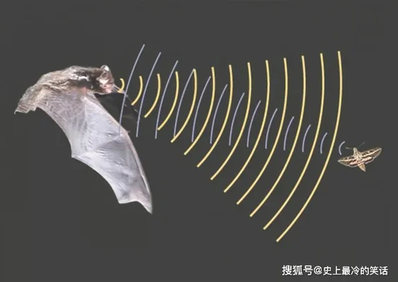 蝙蝠为什么能发出超声波