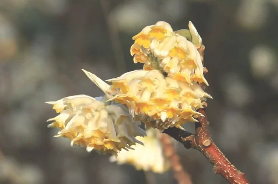 结香花的叶子是什么形状的