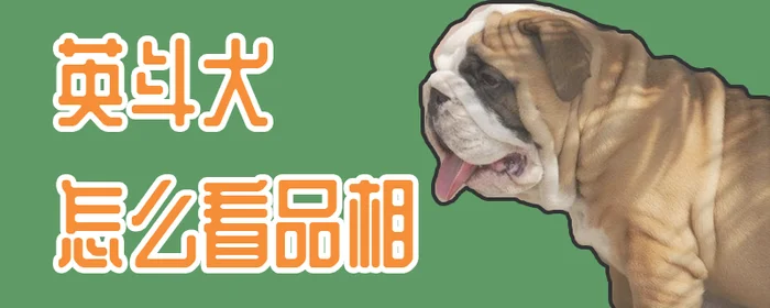 英斗犬怎么看品相