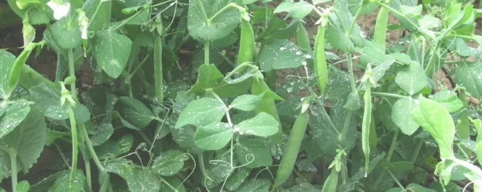 种植豌豆的方法步骤(豌豆苗的种植方法)