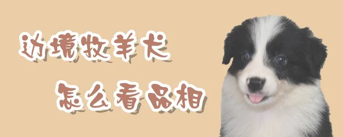 边境牧羊犬怎么看品相