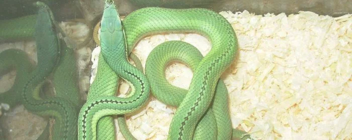 蛇的眼睛是什么颜色的