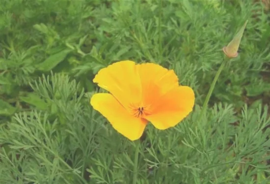 花菱草种植(花菱草种植时间)