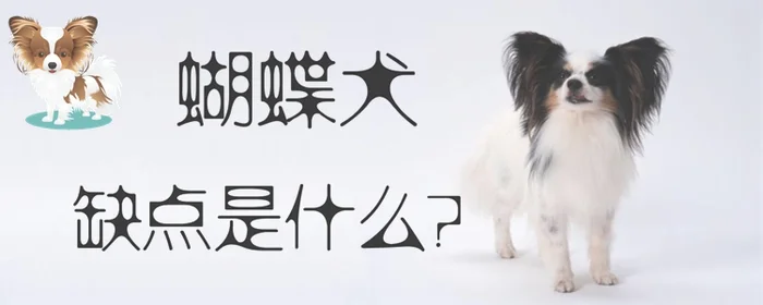 蝴蝶犬的缺点是什么