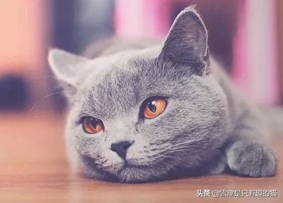 蓝猫的智商到底有多高(蓝白猫的智商)