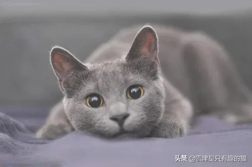 蓝猫的智商到底有多高(蓝白猫的智商)