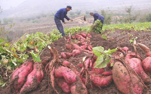 五、红薯高产种植方法