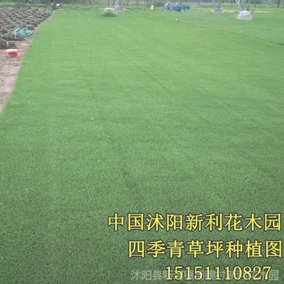 天台种植草坪怎么做防水（一文带你解决种植