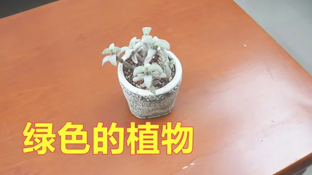 客厅茶几应该怎么放(客厅茶几的摆放)