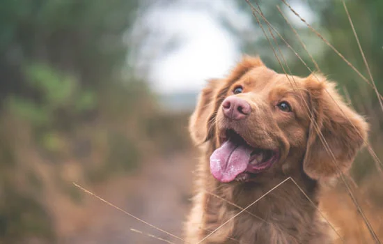 比特犬和藏獒哪个厉害