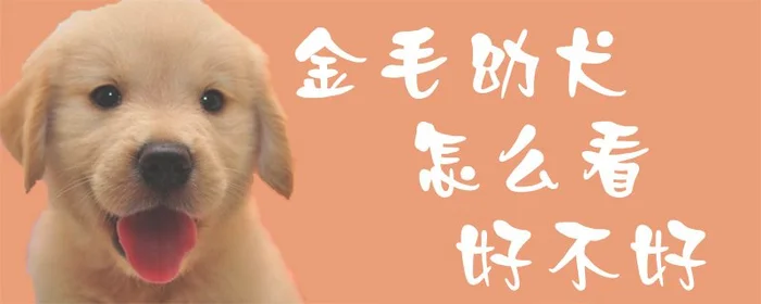 金毛幼犬怎么看好不好(如何挑选金毛犬)