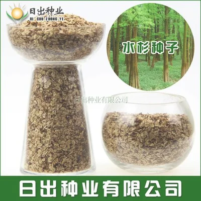 种植玉米怎么样快速发芽（催芽播种一定要把