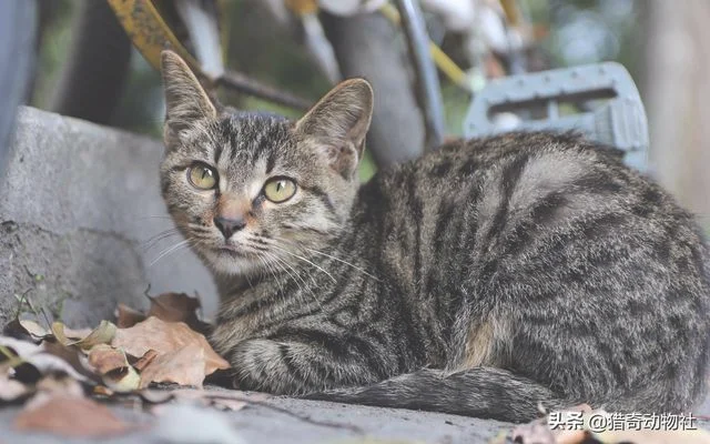 猫遇到蛇，谁更厉害(蛇跟猫谁的速度快)