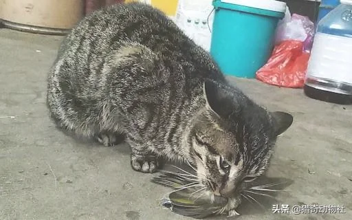 猫遇到蛇，谁更厉害(蛇跟猫谁的速度快)