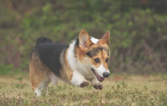 三色柯基犬多少钱一只 三色柯基价格2000元左右