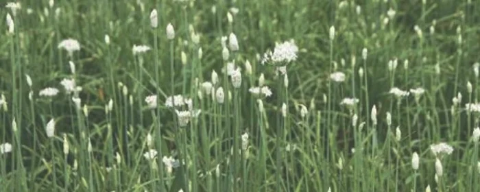 韭菜花一般在几月上市