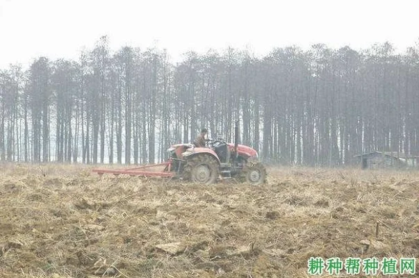 种植小知识种花生怎么种（花生米也能种）