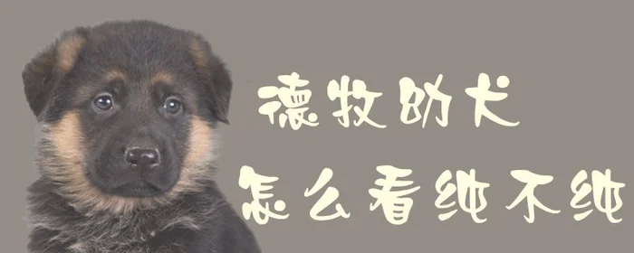 德牧幼犬怎么看纯不纯(德牧幼犬怎么看纯不纯耳朵有白毛)