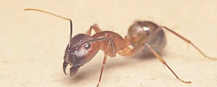 宿舍有蚂蚁说明了什么,宿舍里有蚂蚁意味