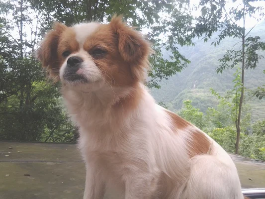 蝴蝶犬和狐狸犬的区别(狐狸犬和博美谁贵)