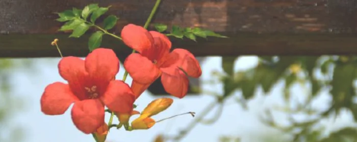 凌霄花的养殖方法(凌霄花的养殖方法冬季)