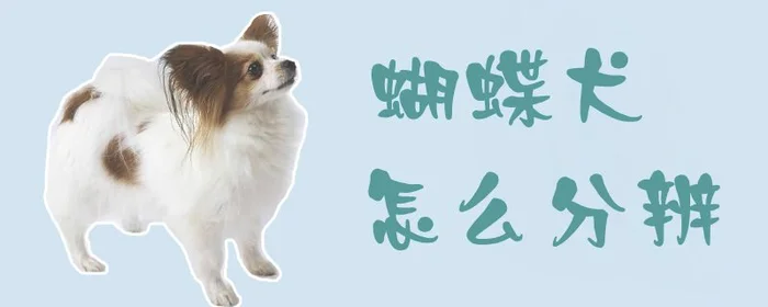 蝴蝶犬怎么分辨1