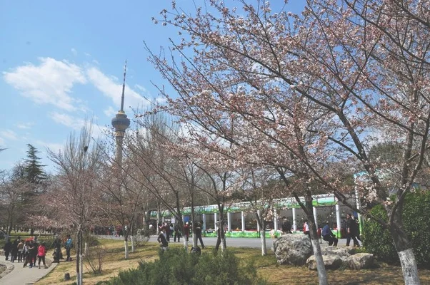 北京樱花公园在哪里？北京樱花园地址在哪？北京樱花园旅游攻略