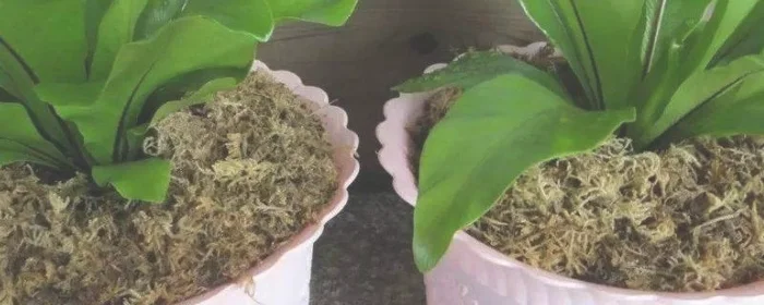 干水苔能用开水消毒吗,消毒水可以去青苔