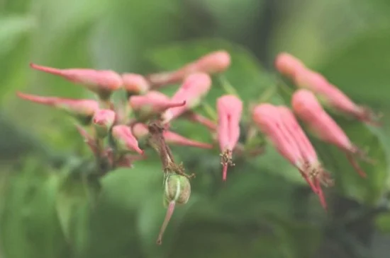 红雀珊瑚什么时候开花，夏季盛开艳红色花朵