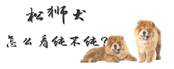 松狮犬怎么看纯不纯(二哈怎么看纯不纯图解)