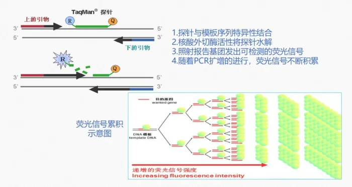 核酸检测的基本原理是什么