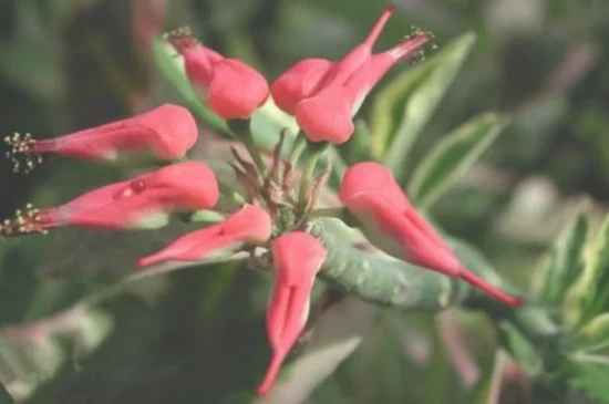 红雀珊瑚什么时候开花，夏季盛开艳红色花朵