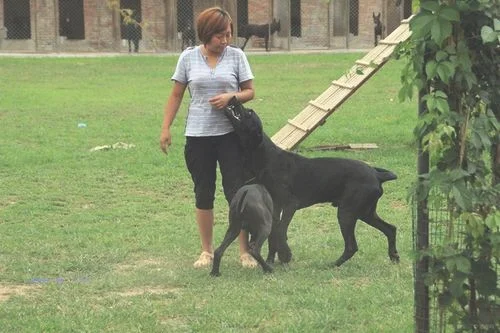 黑狼犬和马犬的缺点和优点各是什么，哪个更凶猛，哪个更聪明(马犬和黑狼犬哪个更凶狠)